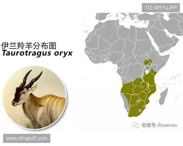 乌干达与津巴布韦足球对决全面分析及比赛前瞻 乌干达与津巴布韦足球对决全面分析及比赛前瞻